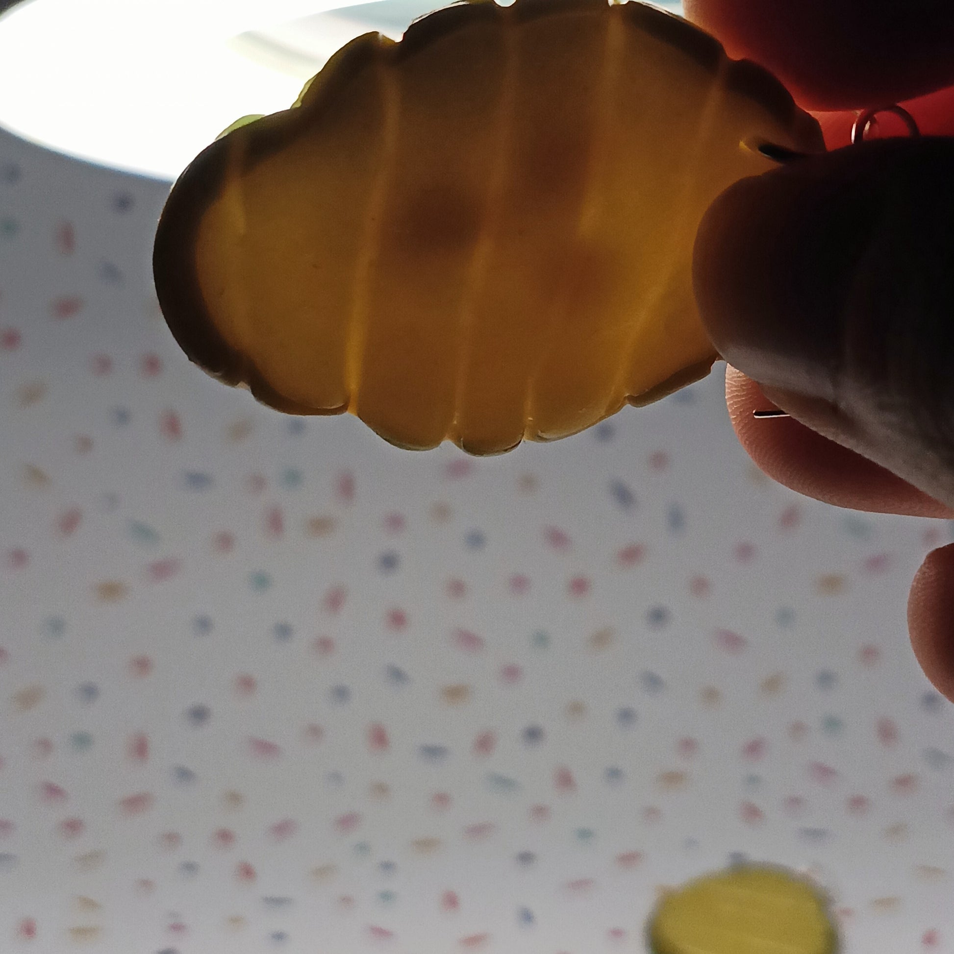 pickle earrings held up to a light to reveal seeds inside the center
